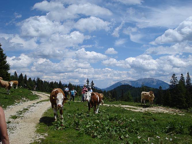 24 Kuhalm, im Hintergrund die Hohe Veitsch